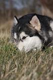 ALASKAN MALAMUTE 778